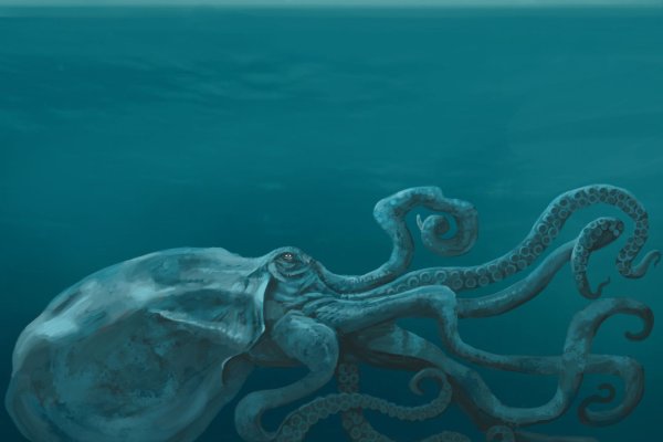 Kraken biz